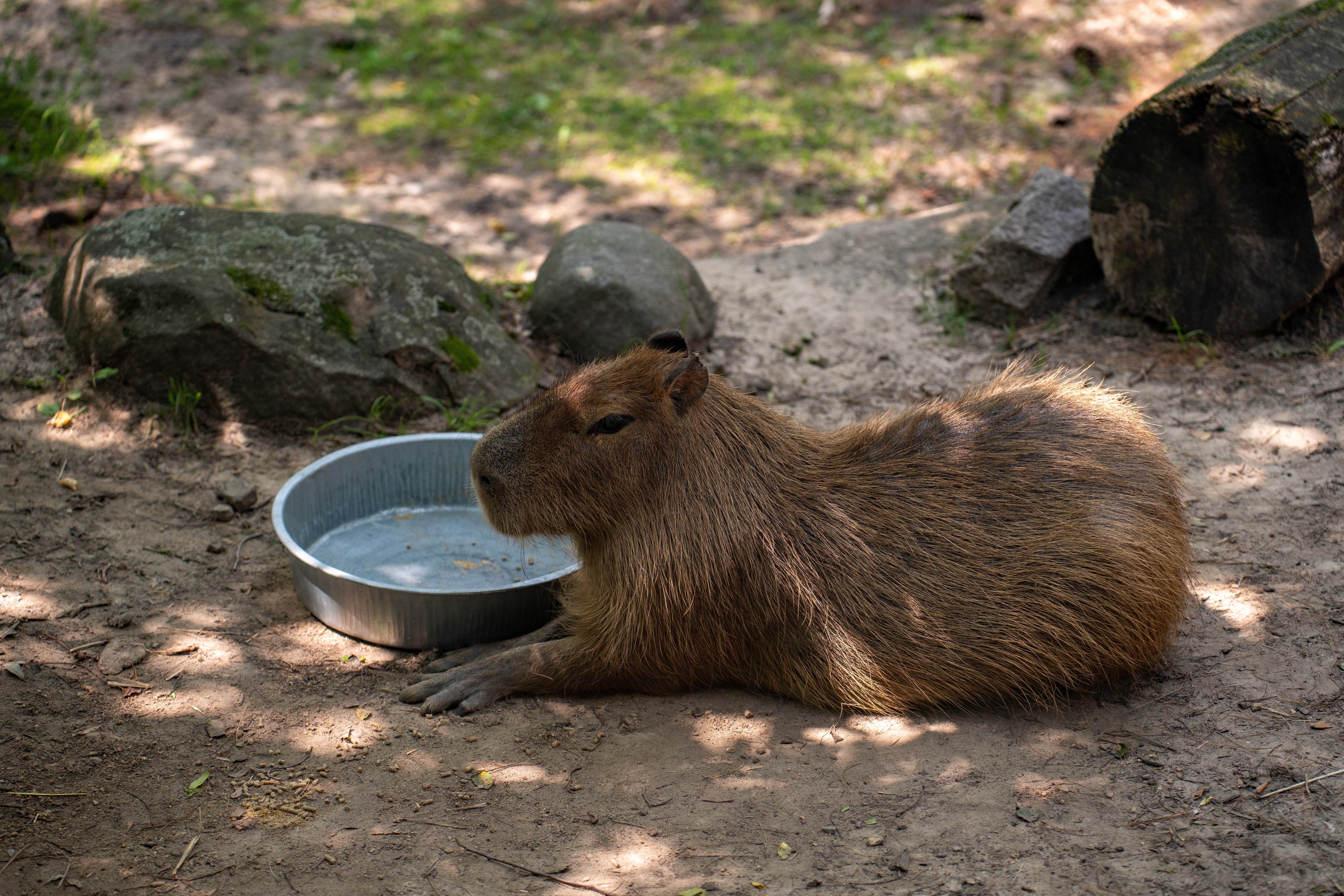 Capybara